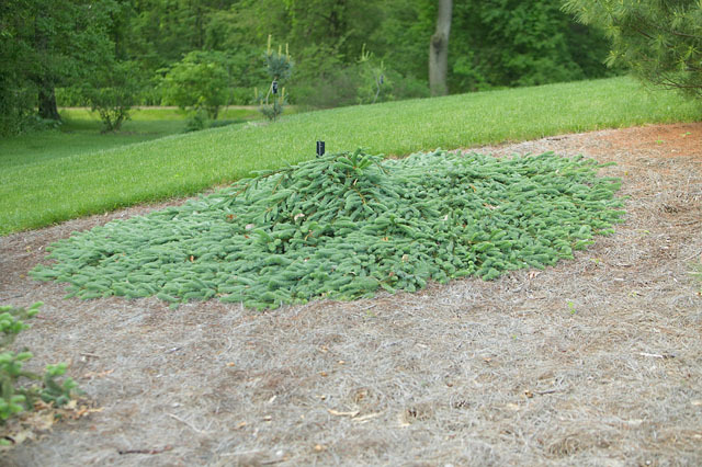 Picea abies 