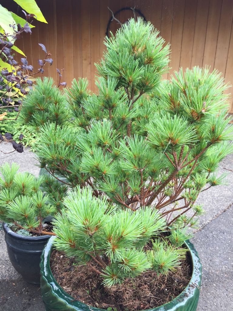 Pinus strobus 