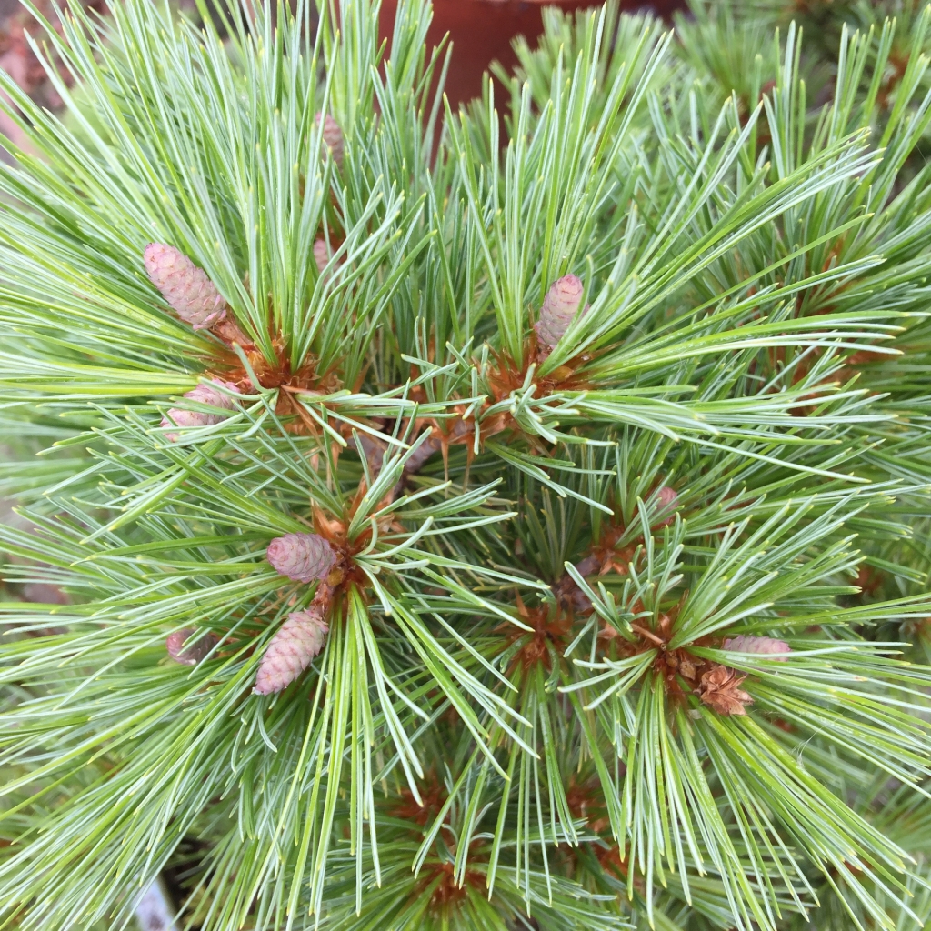 Pinus strobus 