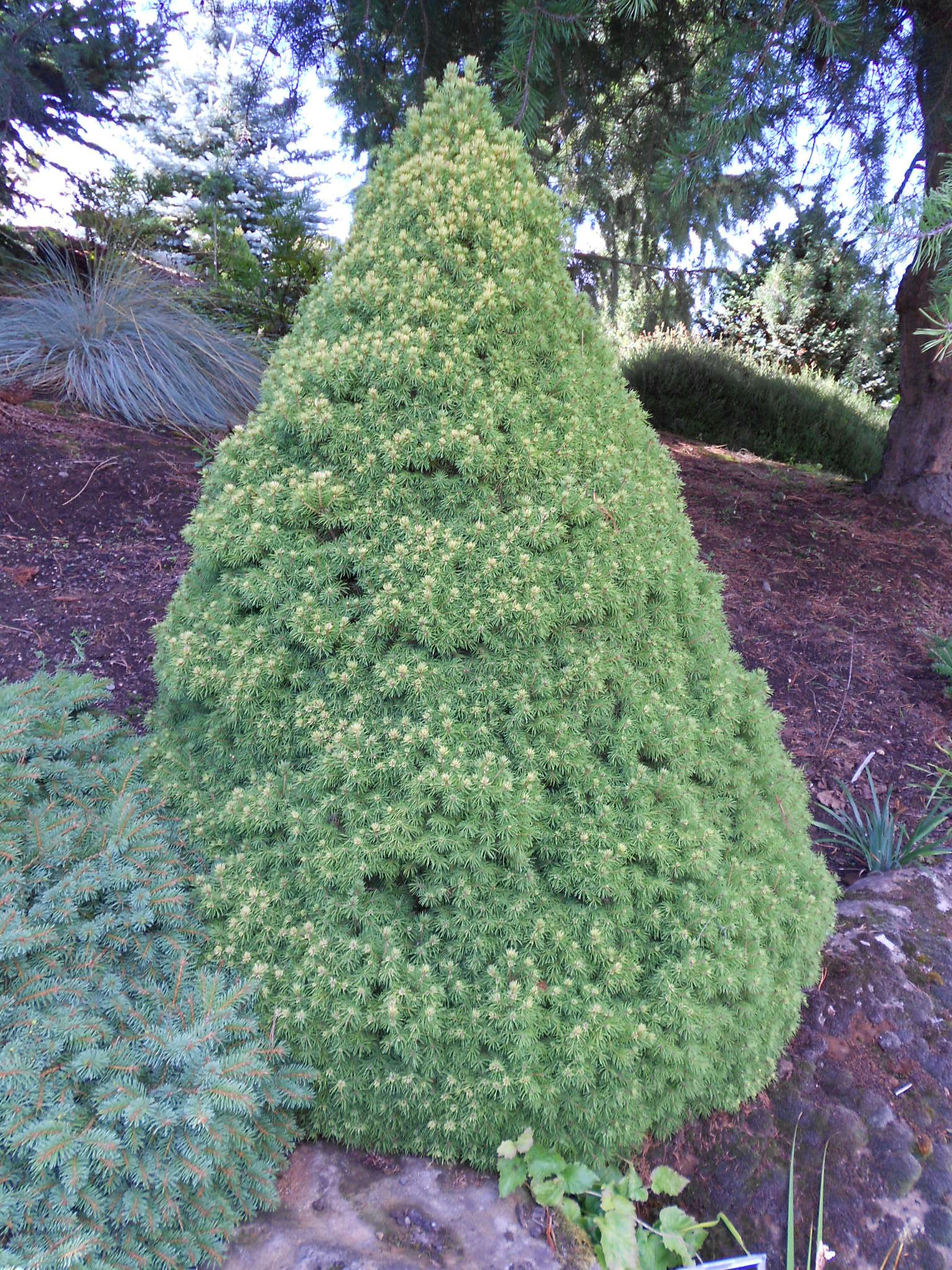 Picea glauca 