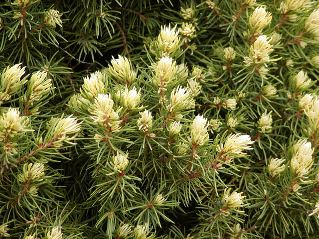 Picea glauca 