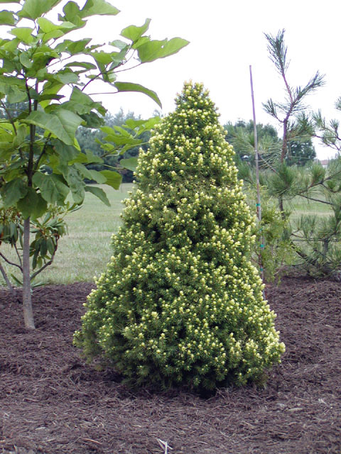 Picea glauca 