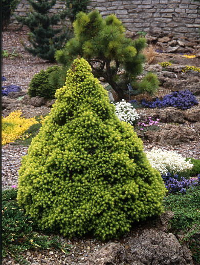 Picea glauca 