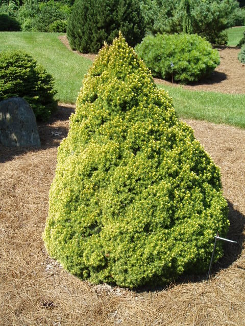 Picea glauca 