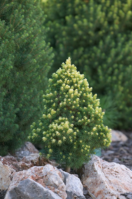 Picea glauca 