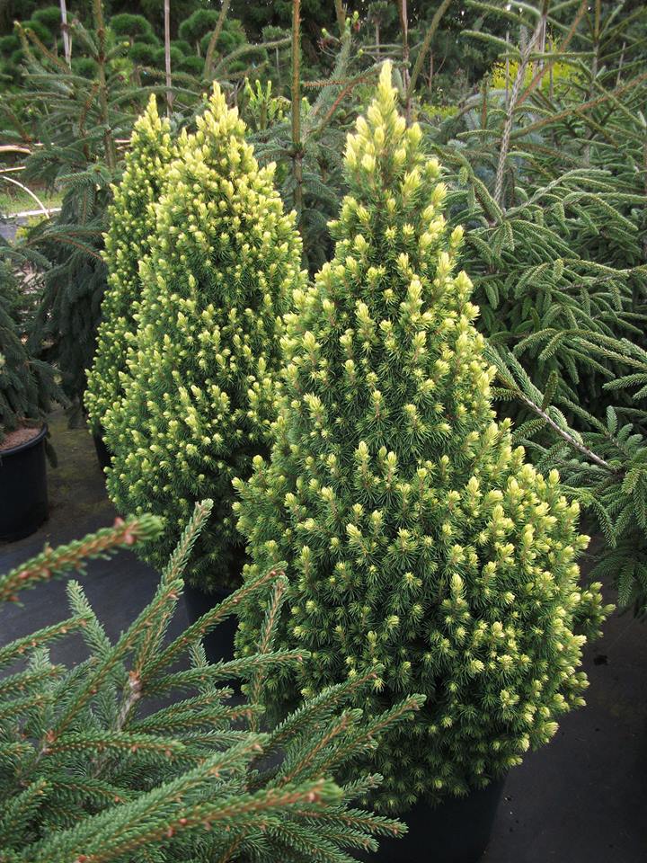 Picea glauca 