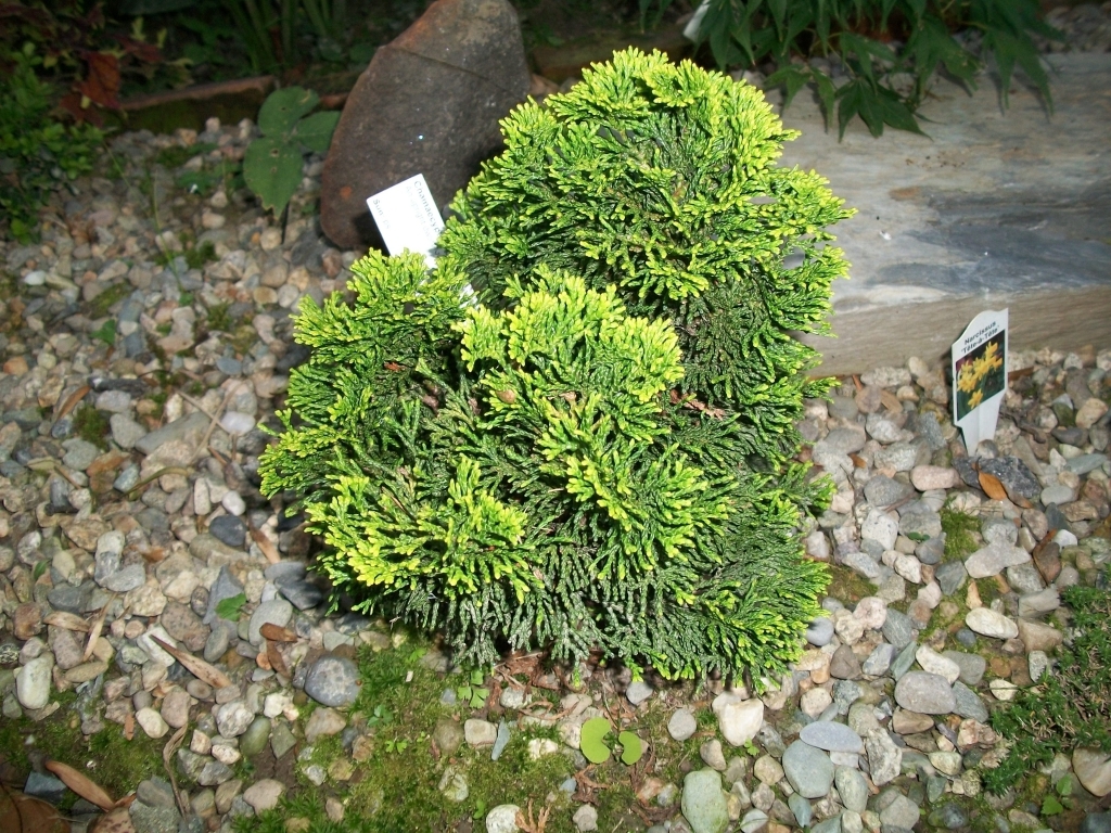 Chamaecyparis obtusa 