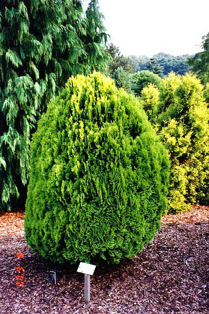Platycladus orientalis 