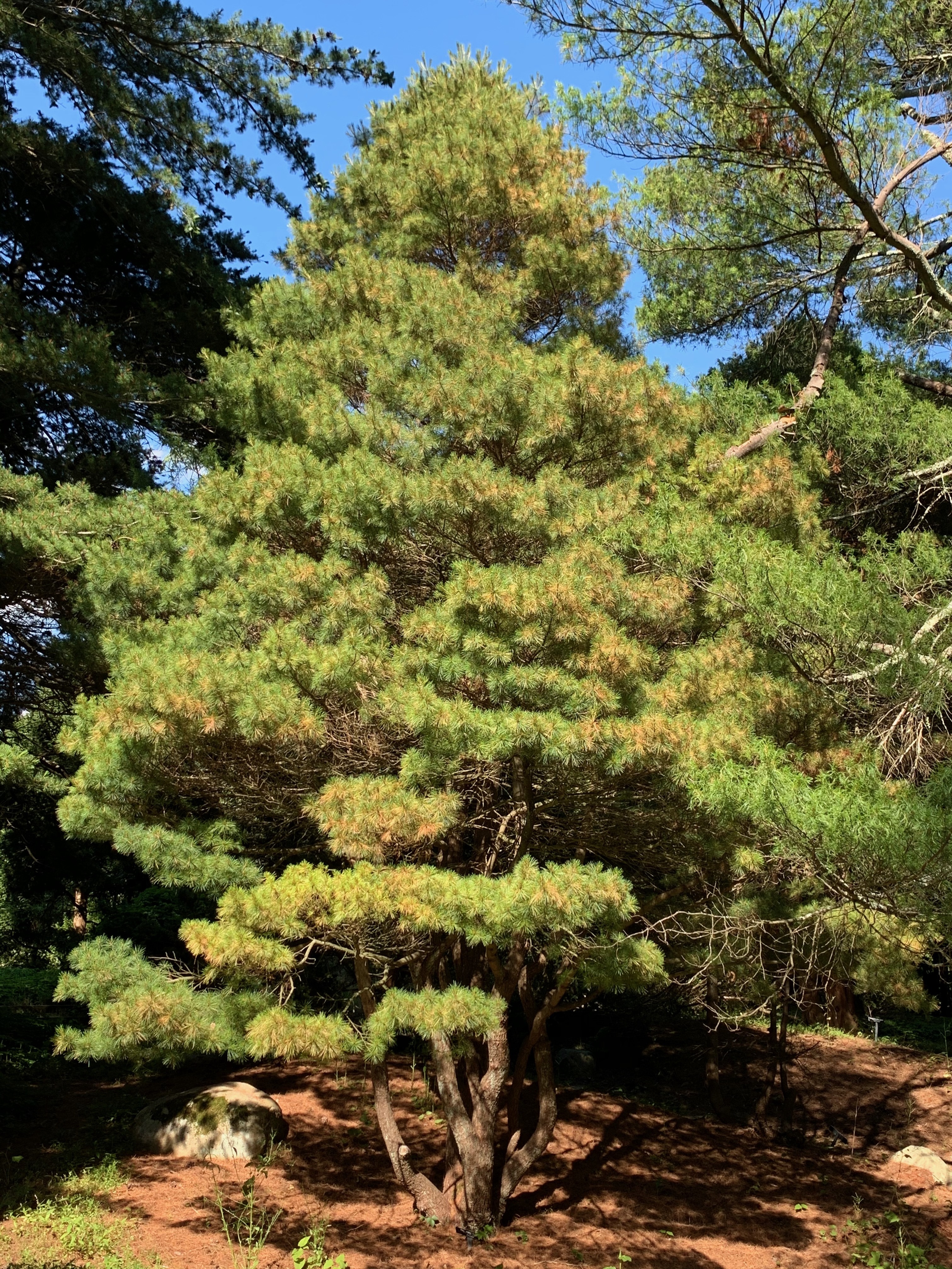 Pinus strobus 