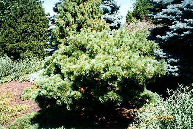 Pinus strobus 