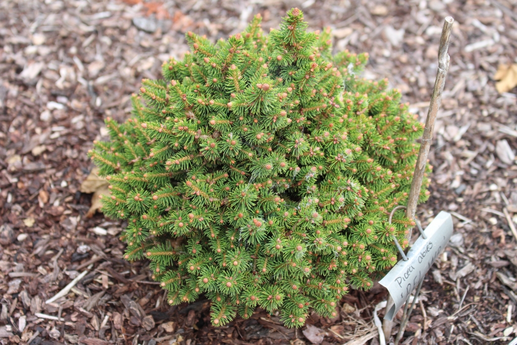 Picea abies 