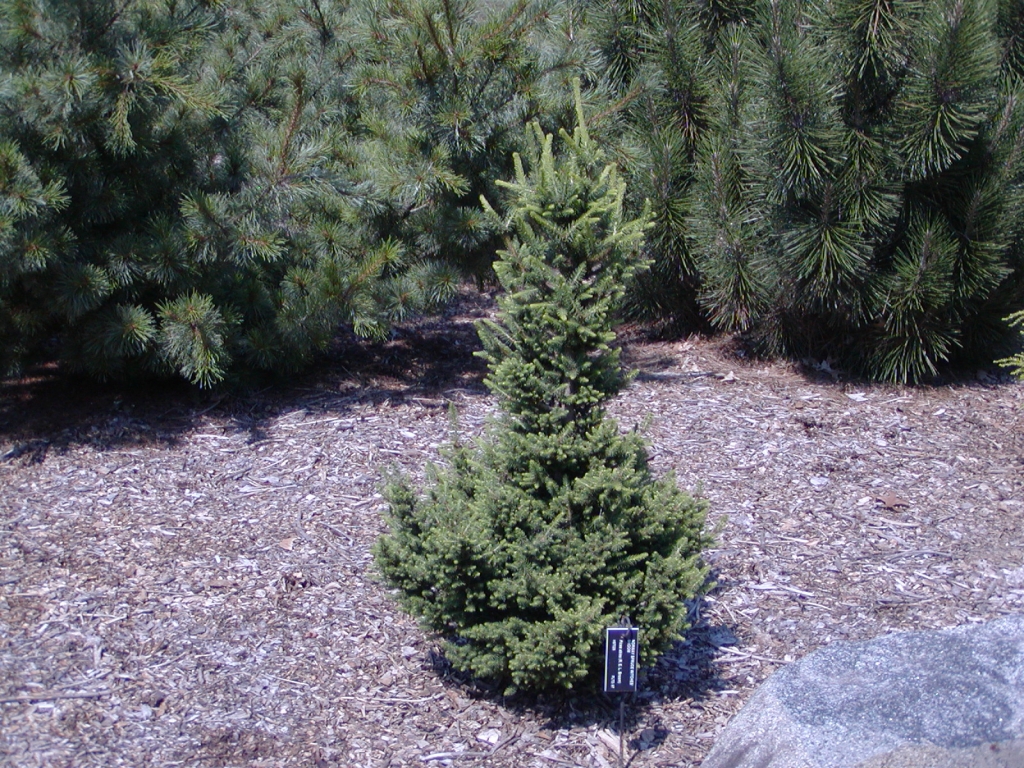 Picea abies 