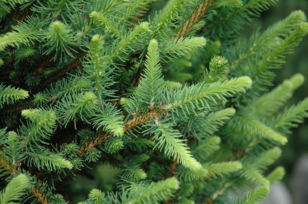 Picea abies 