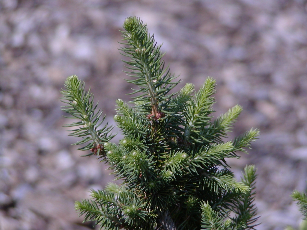 Picea abies 
