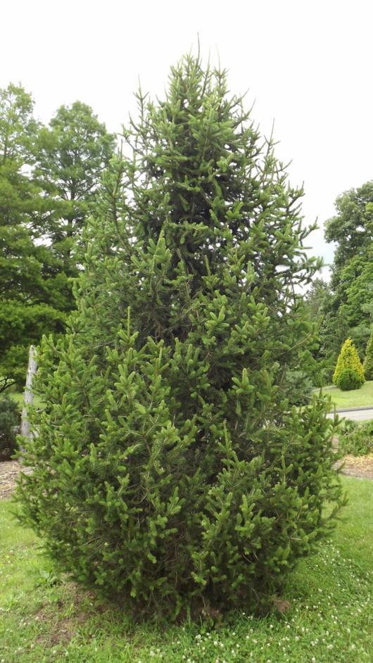 Picea abies 