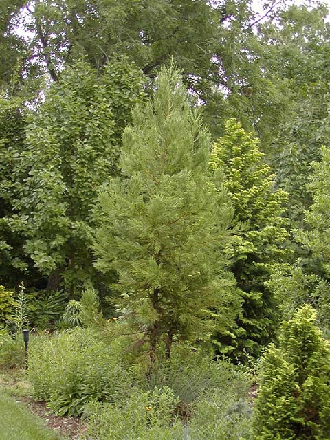Cryptomeria japonica 