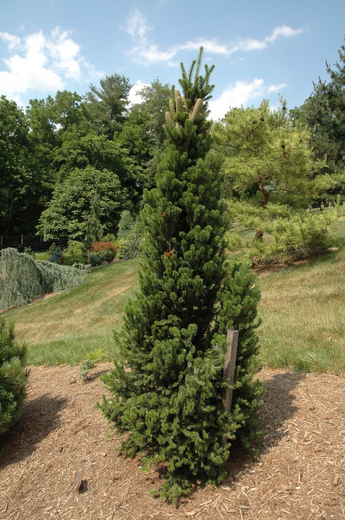 Abies alba 