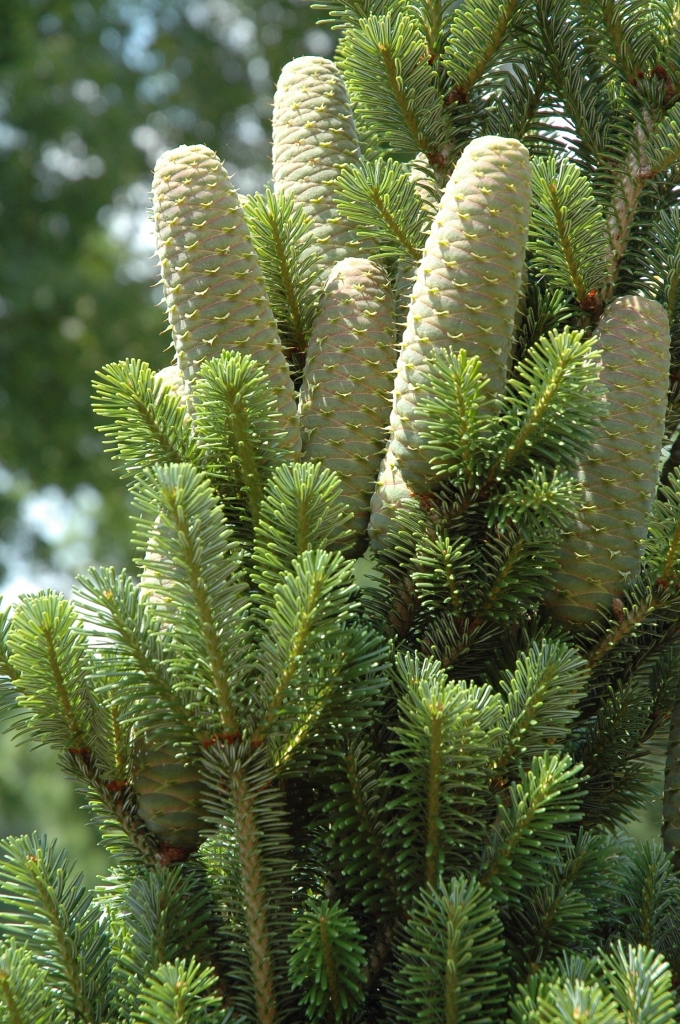 Abies alba 
