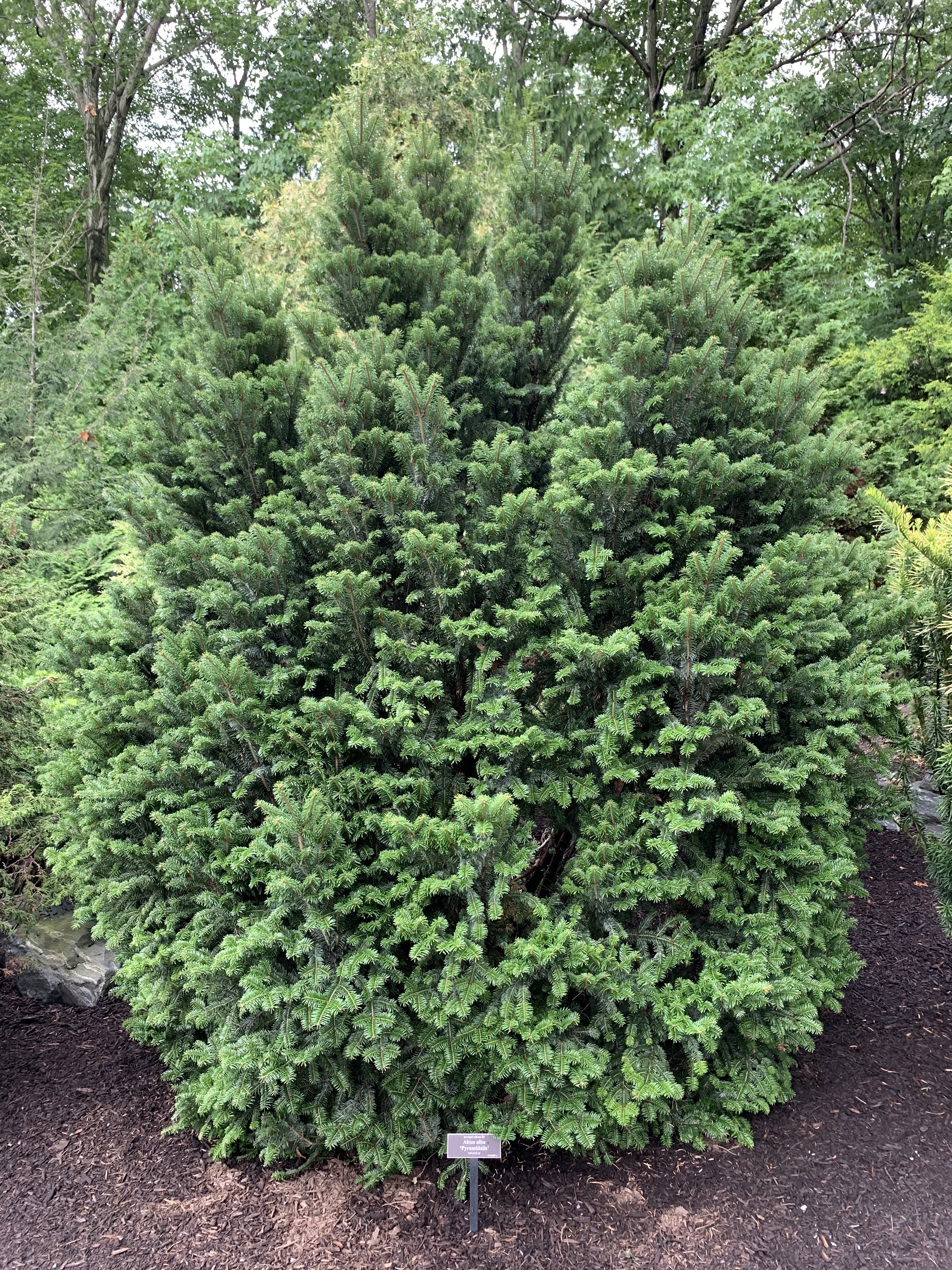 Abies alba 