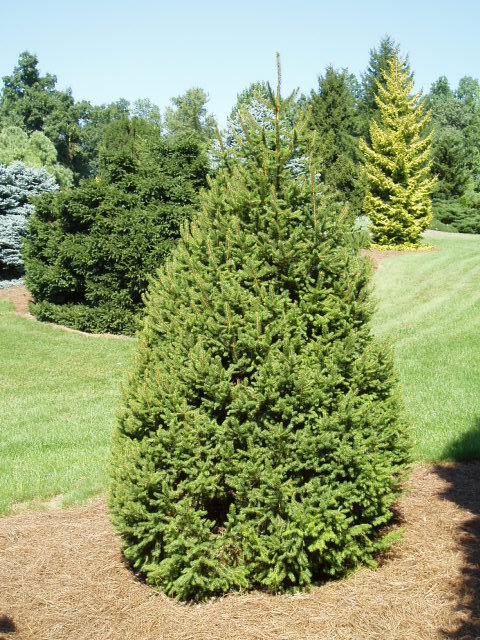 Picea abies 
