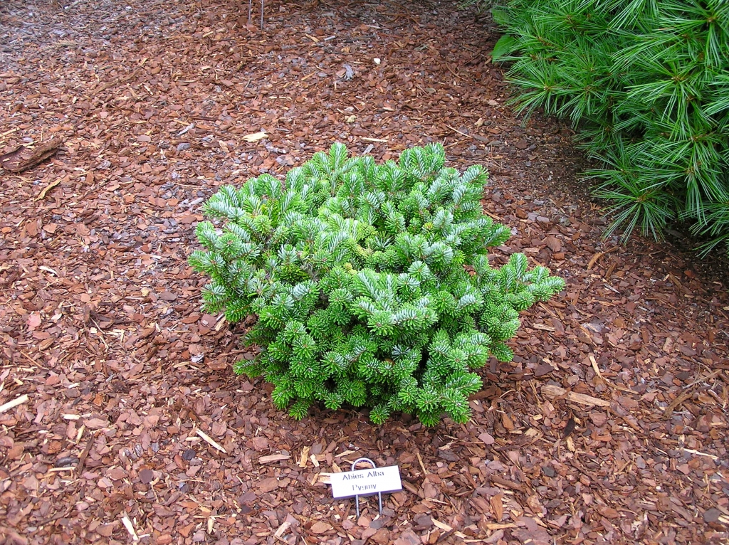 Abies alba 