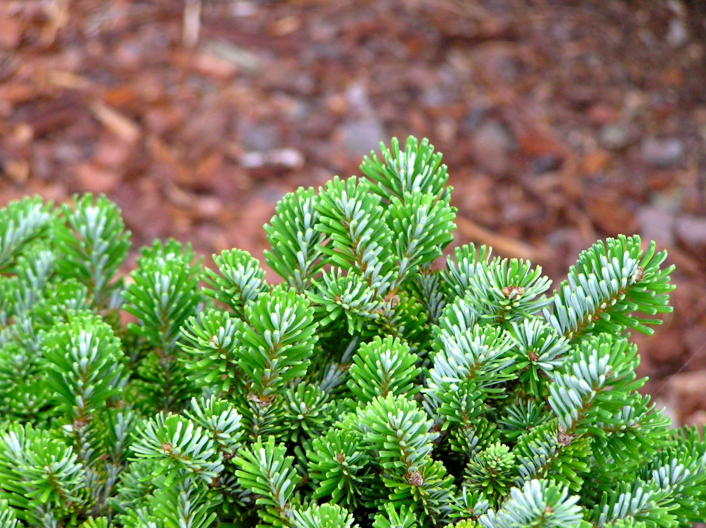 Abies alba 