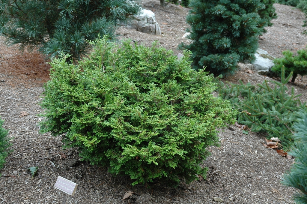 Chamaecyparis obtusa 