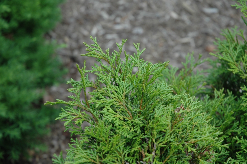 Chamaecyparis obtusa 