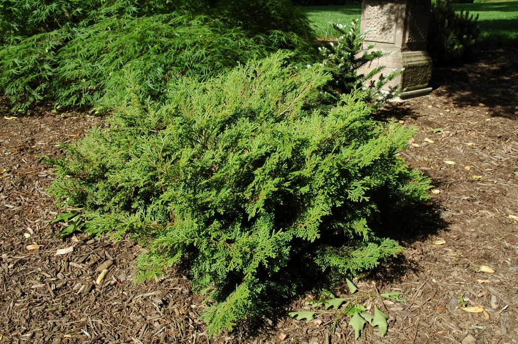 Chamaecyparis obtusa 