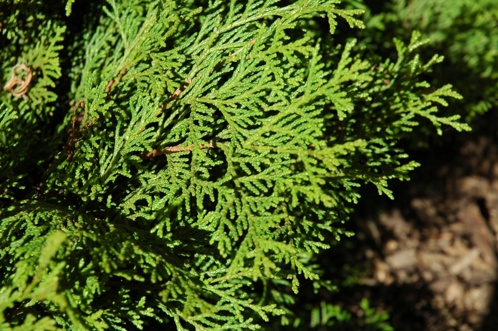 Chamaecyparis obtusa 