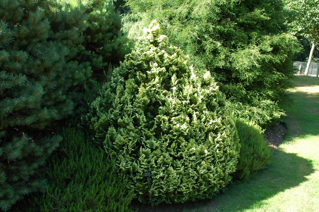 Chamaecyparis lawsoniana 
