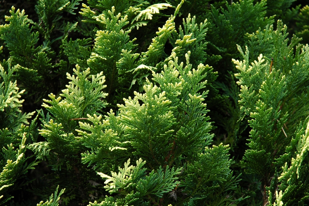 Chamaecyparis lawsoniana 