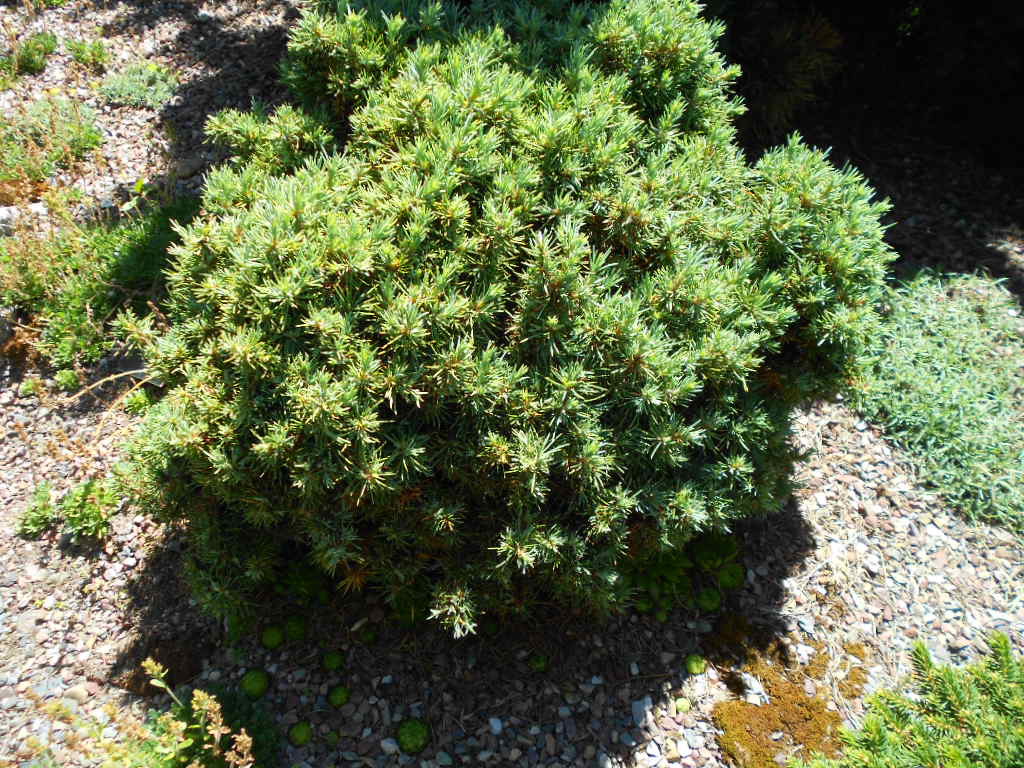 Cedrus deodara 