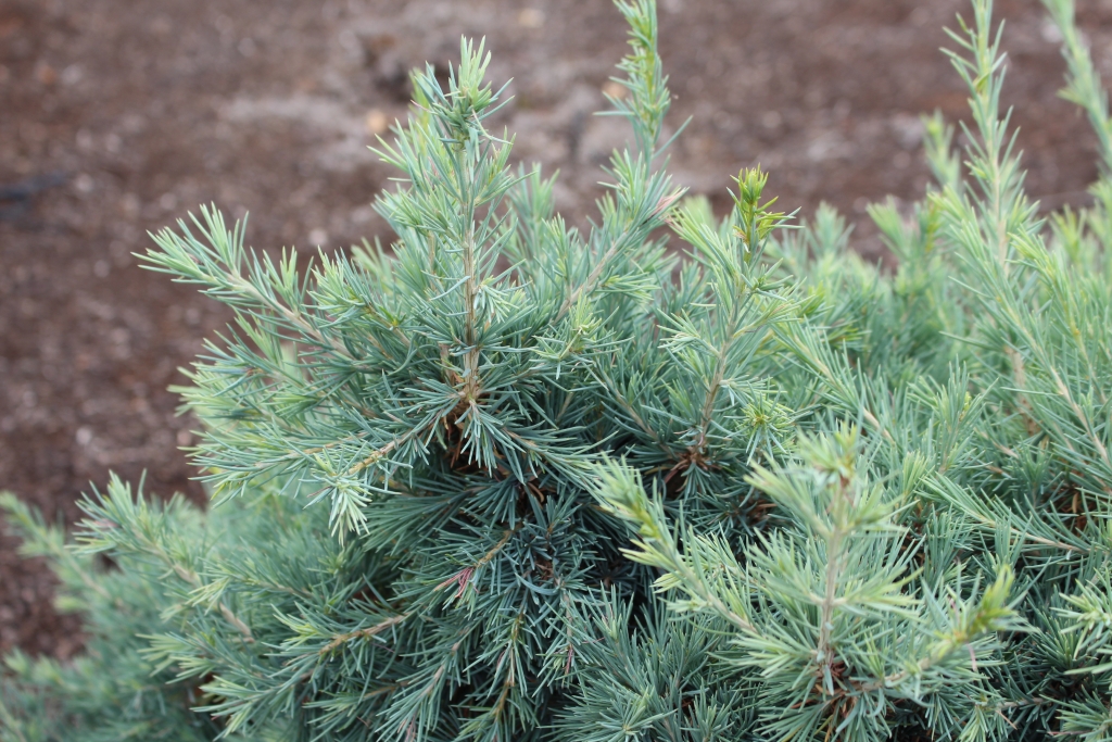 Cedrus deodara 