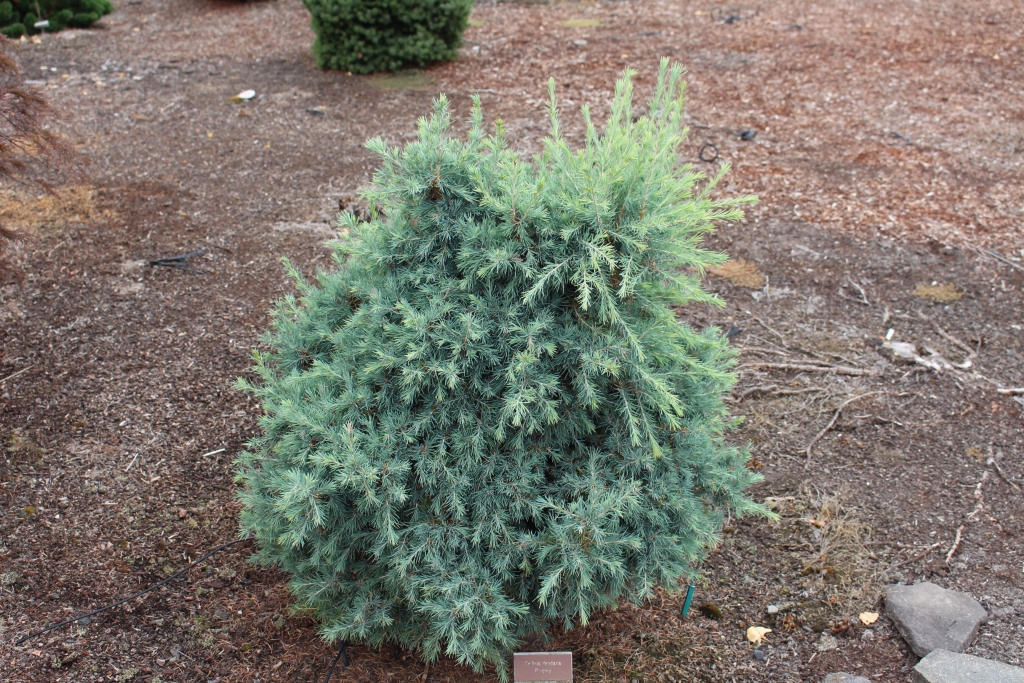 Cedrus deodara 