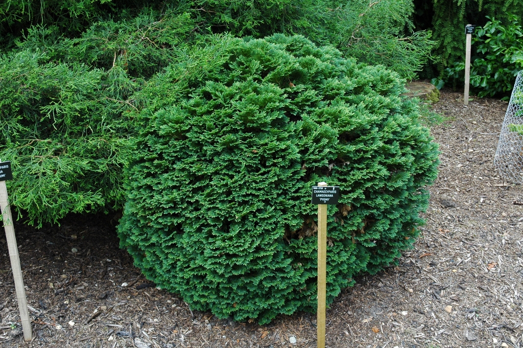 Chamaecyparis lawsoniana 