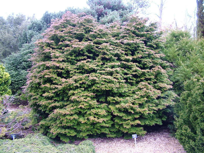 Chamaecyparis obtusa 