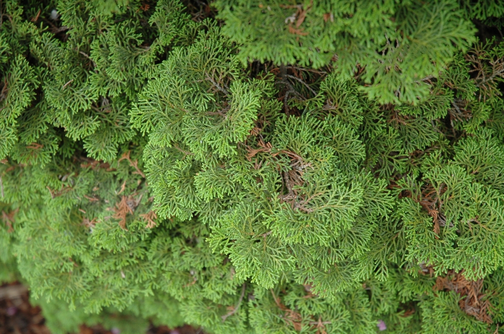 Chamaecyparis obtusa 