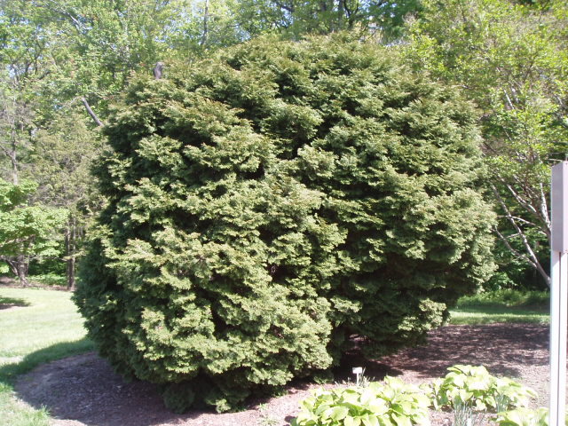 Chamaecyparis obtusa 