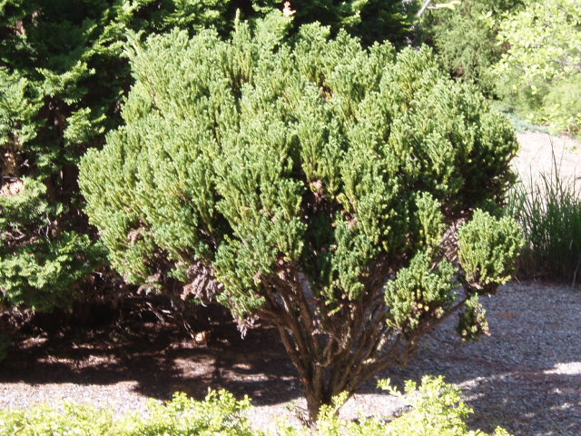 Cryptomeria japonica 