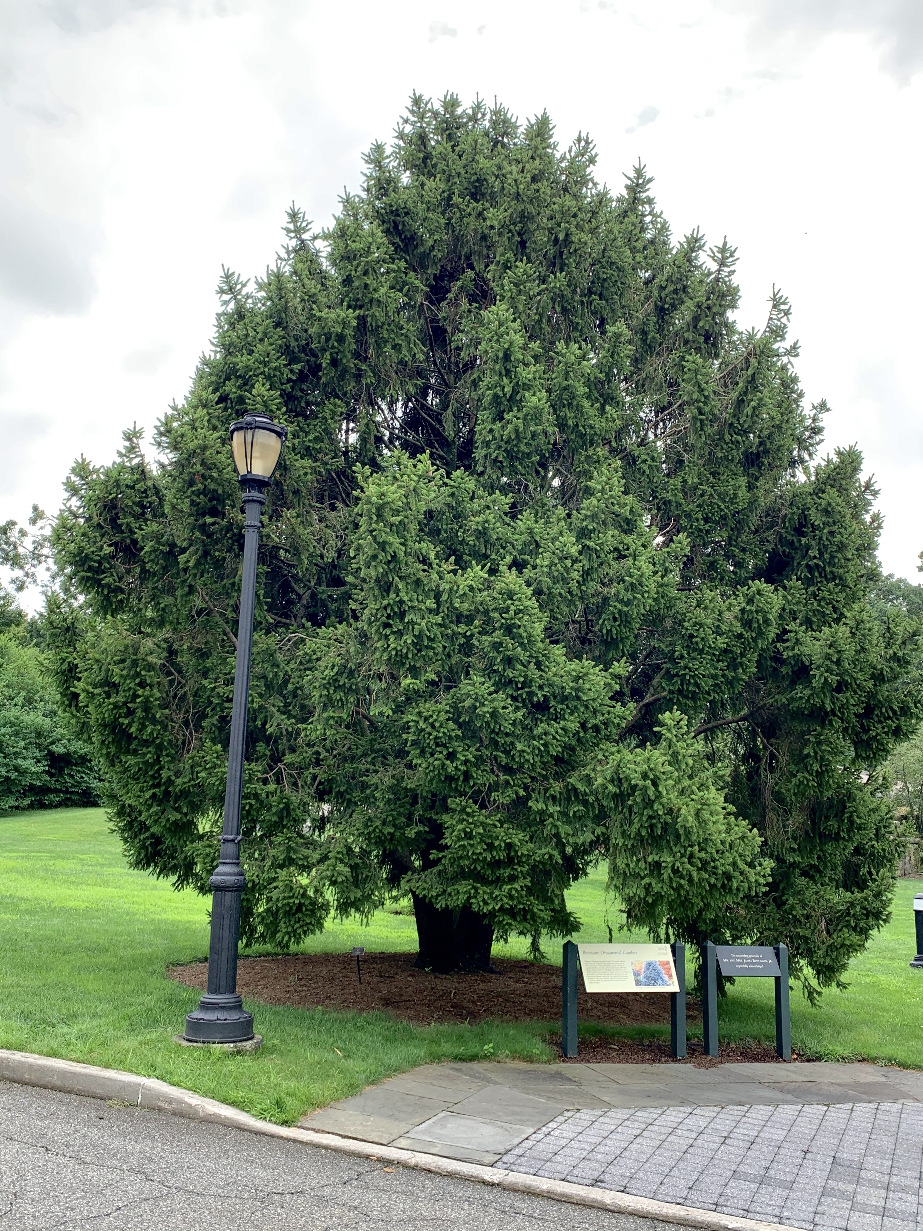 Picea abies 