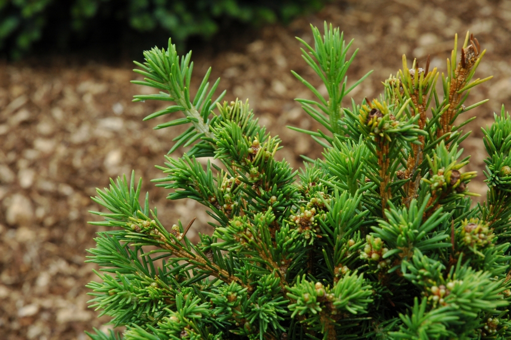 Picea abies 