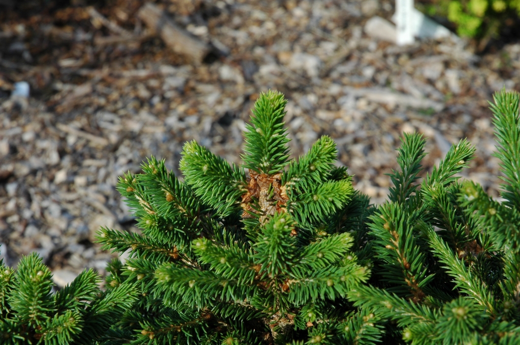Picea abies 