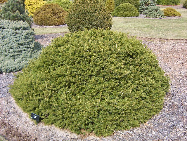 Picea abies 