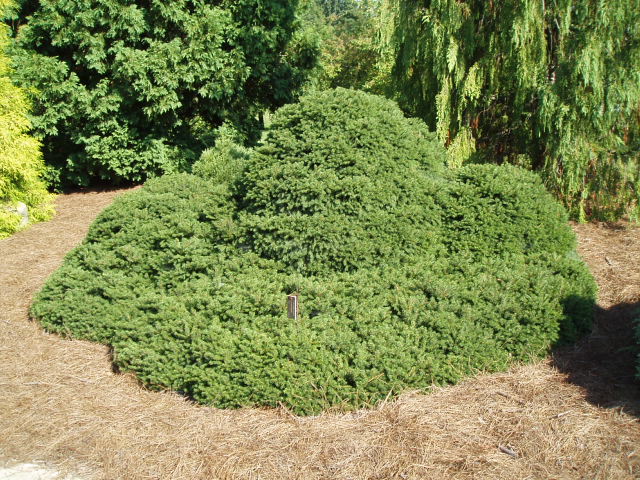 Picea abies 