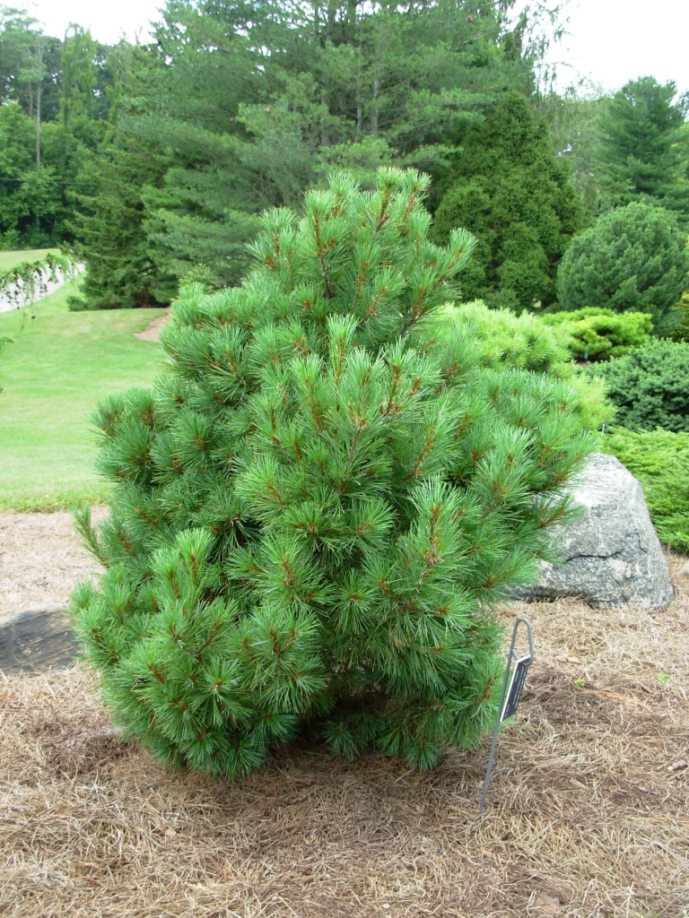 Pinus cembra 