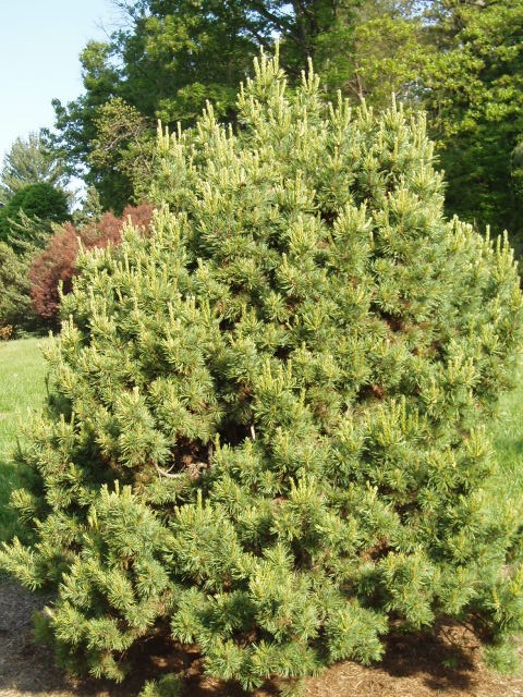 Pinus cembra 
