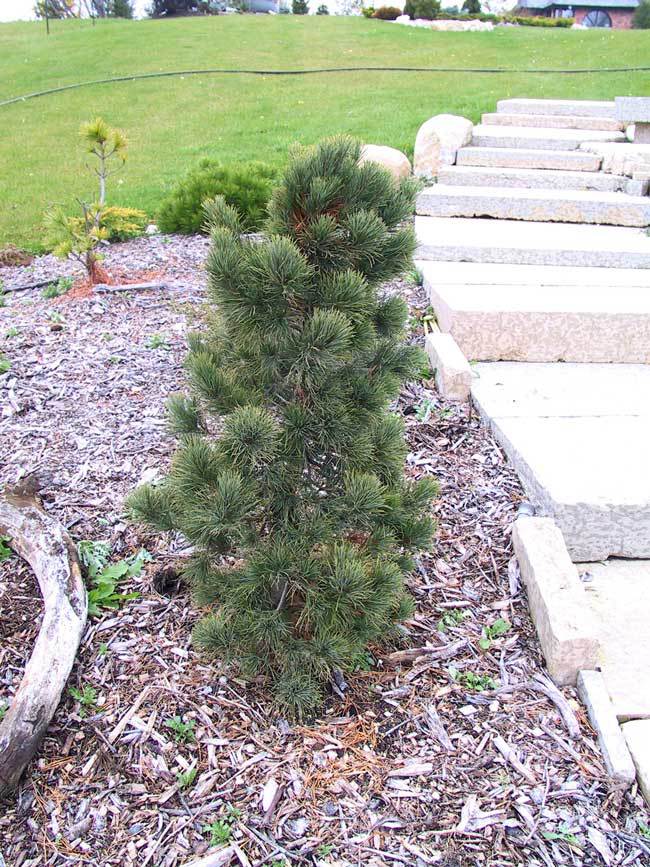 Pinus cembra 