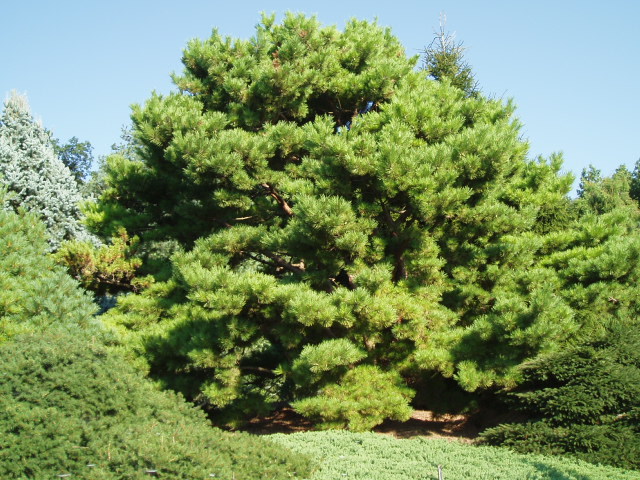Pinus densiflora 