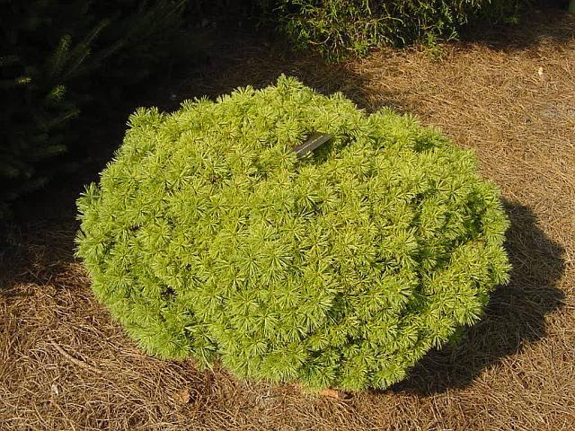 Pinus strobus 